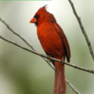 Meet your Posher, Debra sue